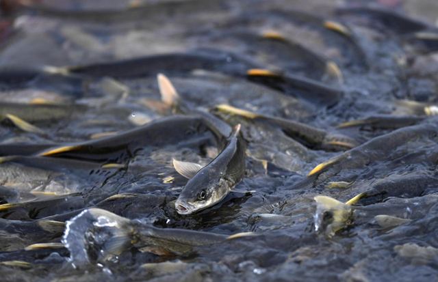 湟魚洄游景象。剛察縣委宣傳部供圖