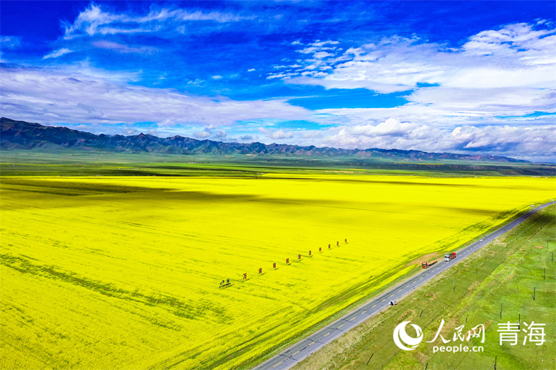 萬畝有機油菜種植基地。人民網(wǎng) 張皓芃攝