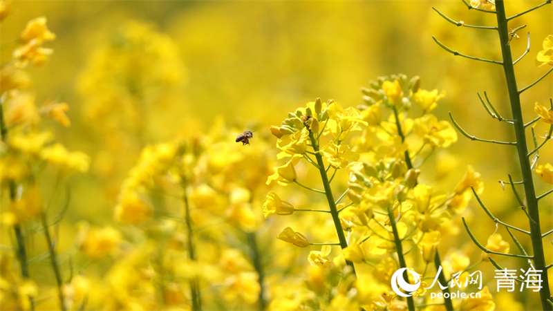 油菜花。人民網(wǎng) 張皓芃攝