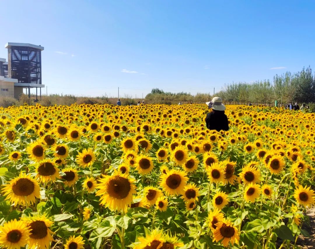 向日葵花海。格爾木市委宣傳部供圖