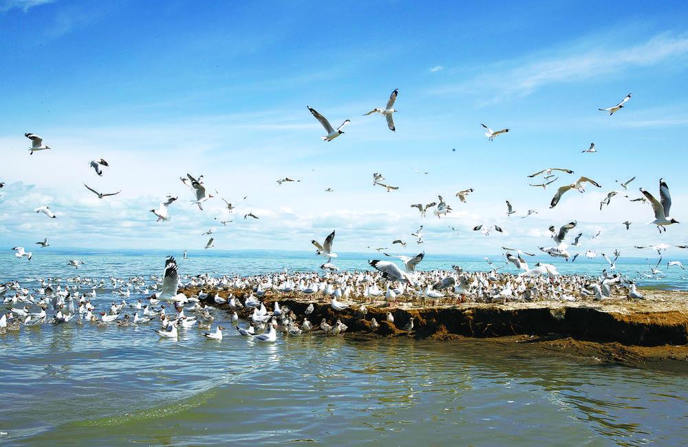 一群水鳥在青海湖鳥島濕地活動（2021年7月1日攝）。新華社 星智攝