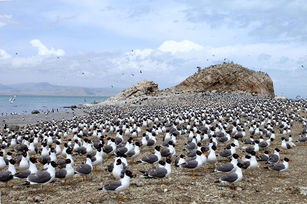 青海湖鳥類。青海湖國家級(jí)自然保護(hù)區(qū)管理局供圖