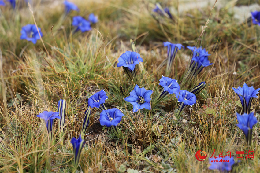 黃河源區(qū)花開(kāi)秋季，草木青黃。人民網(wǎng) 陳明菊攝