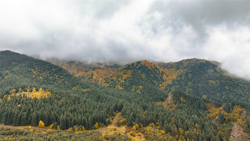 秋韻坎布拉。羊格東智攝