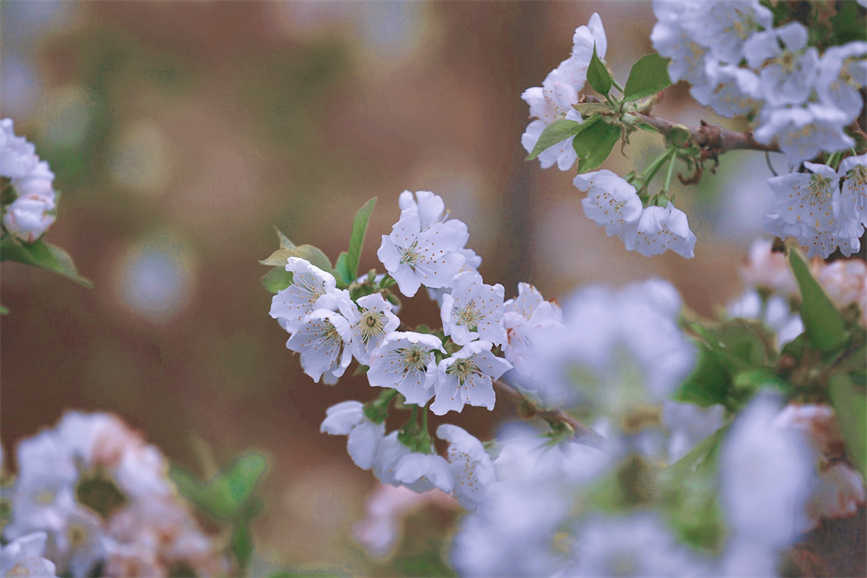 櫻桃花開春意濃。嚴京升攝