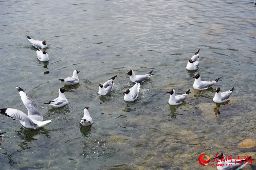 青海湖水鳥翔集。人民網(wǎng) 陳明菊攝