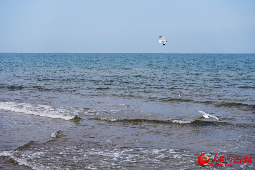 青海湖水鳥翔集。人民網(wǎng) 陳明菊攝