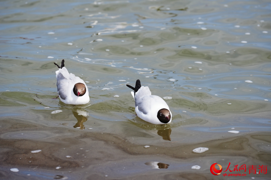 青海湖水鳥翔集。人民網(wǎng) 陳明菊攝