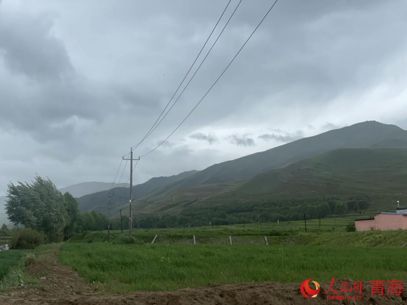 耕地恢復(fù) 麥苗抽穗。人民網(wǎng) 況玉攝