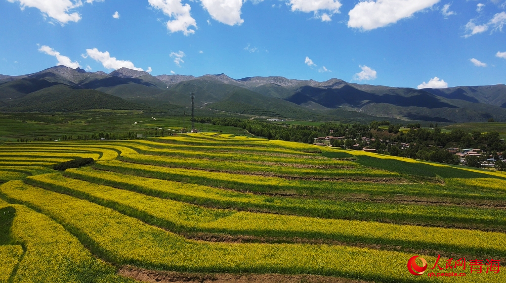 油菜花田。人民網(wǎng) 陳明菊攝