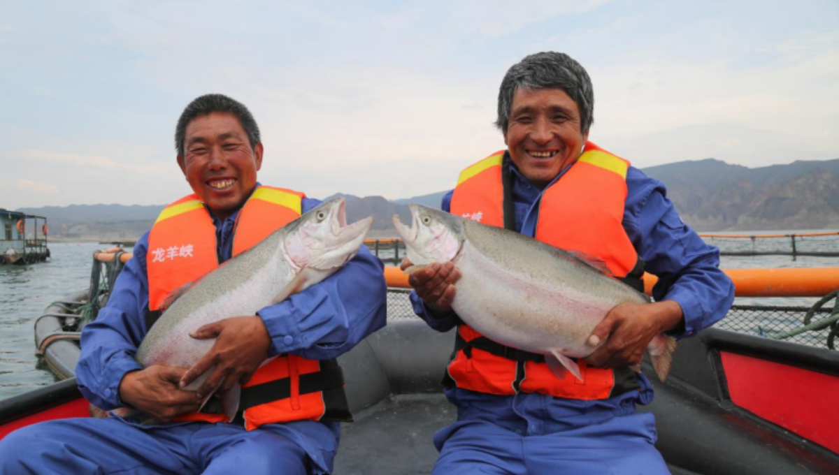 活力青海丨“魚”躍龍羊峽