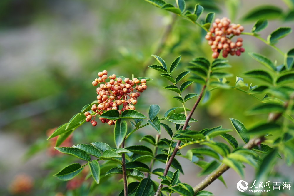 待采摘的花椒樹。人民網(wǎng) 陳明菊攝