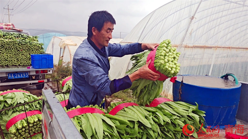 村民打包油麥菜。人民網(wǎng) 況玉攝