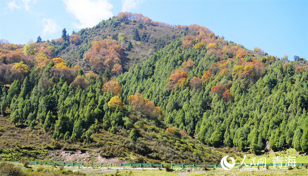 色彩斑斕秋景美。人民網(wǎng)記者 張莉萍攝