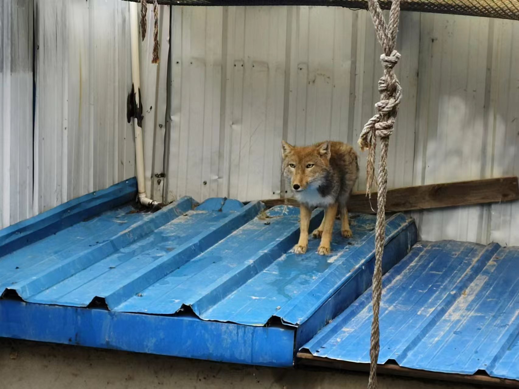 放歸前。青海野生動物救護繁育中心供圖