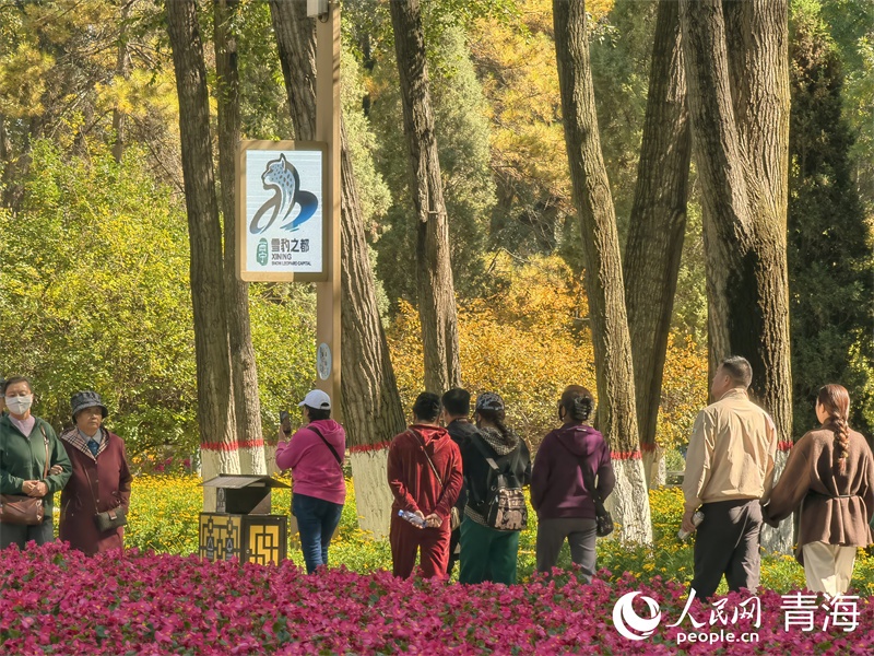 雪豹之都，丁香之城，西寧為什么？