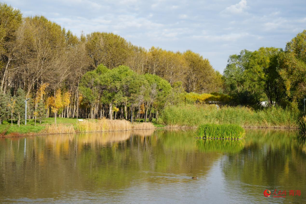 西寧湟水國家濕地公園秋意盎然。人民網(wǎng) 陳明菊攝