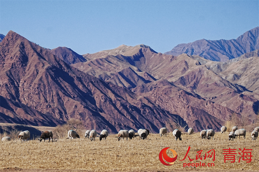 祁連山下好牧場(chǎng)。人民網(wǎng)記者 甘海瓊攝