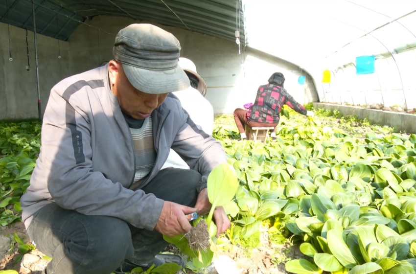 趙生德正忙著采摘蔬菜。冶敏攝