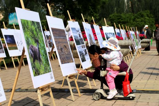 市民觀看生態(tài)畫展。王姝宇攝